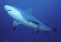squalo leuca